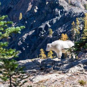 დამტენები