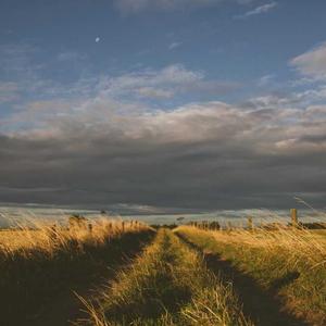 მიკროფონები