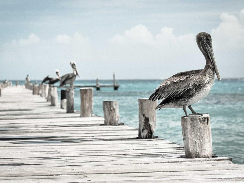 ZenBook ეჯი MG11