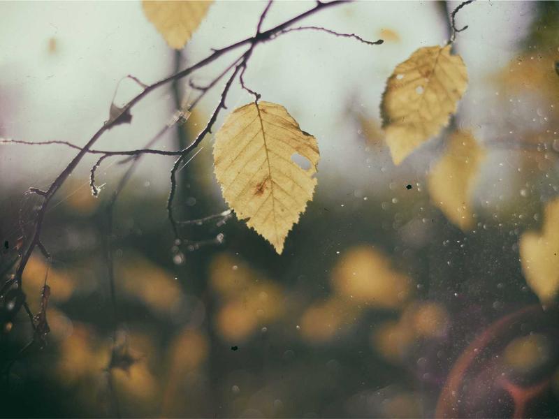 Predator (სათამაშო) ელიტ CS11