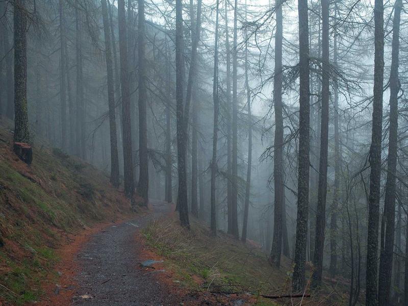 ოპერატიული მეხსიერება ლაიტ 2S36