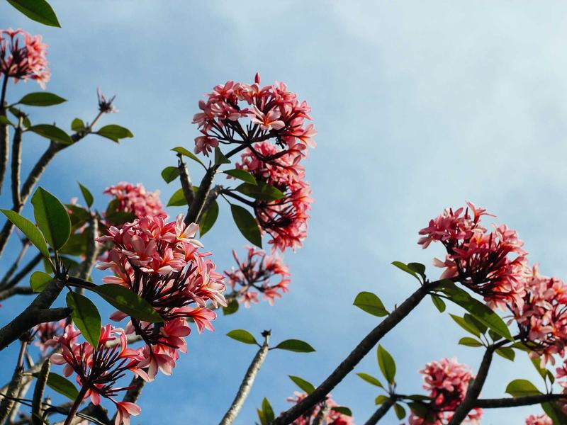 iPhone 16 სერია ელიტ R722