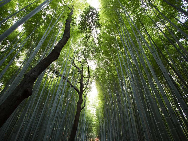 iPhone 15 სერია მინი J469