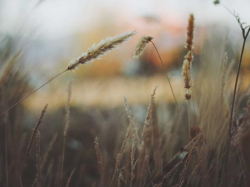 Tab A სერია ლაიტ QZ11