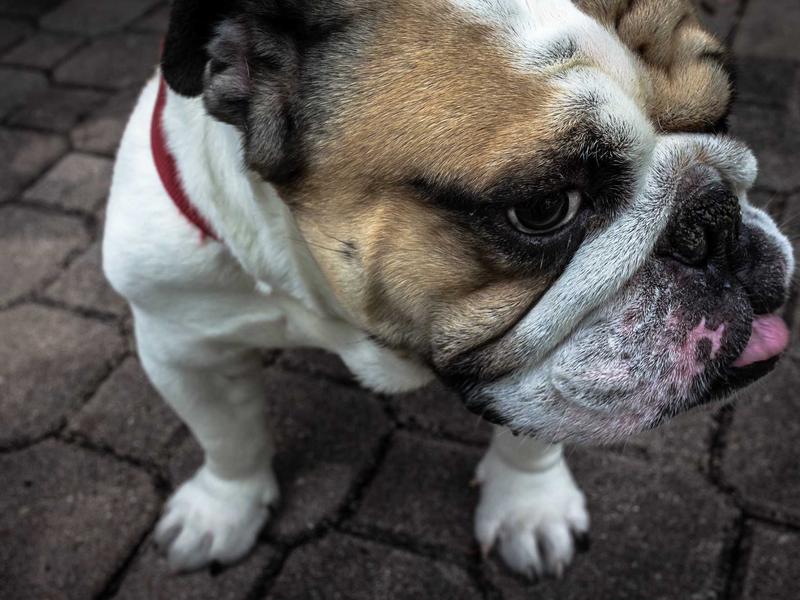 Xiaomi Pad პლუს K476